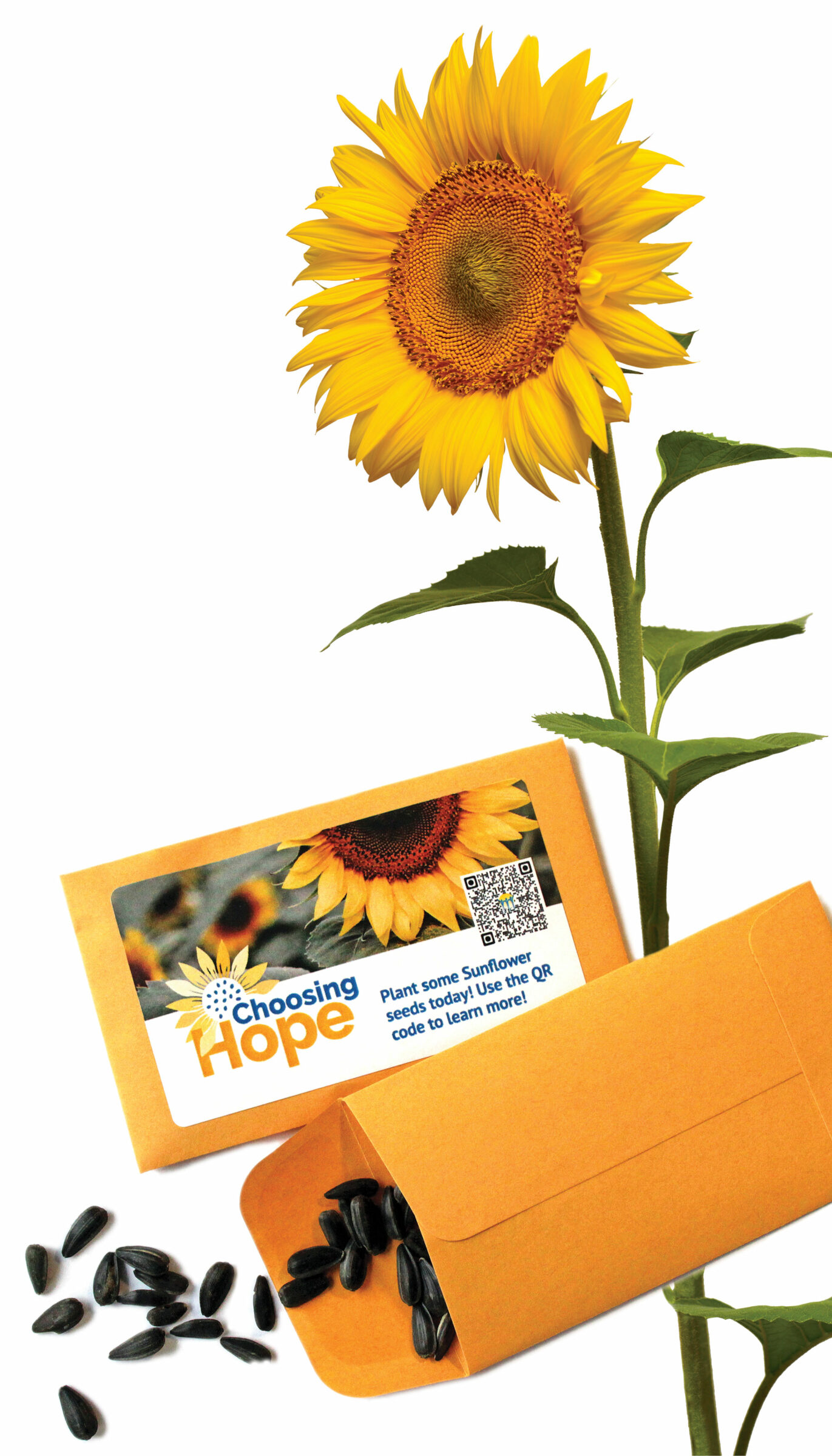 Sunflower and Seed Packets