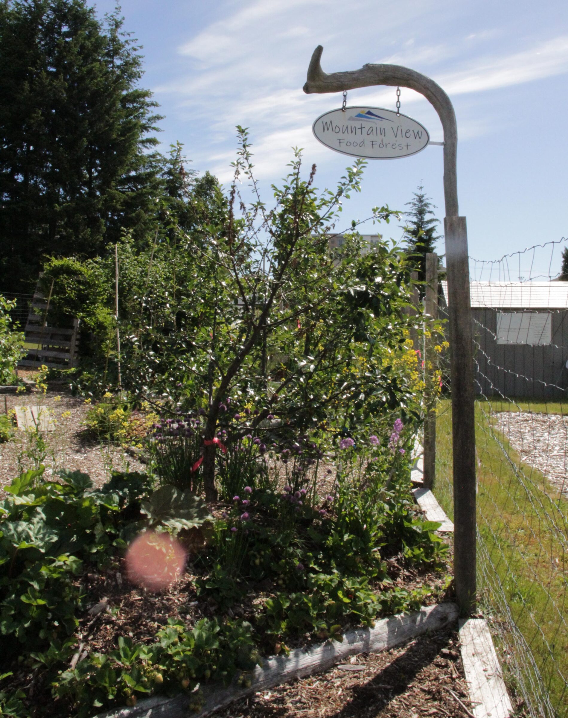 Mountain View Food Forest