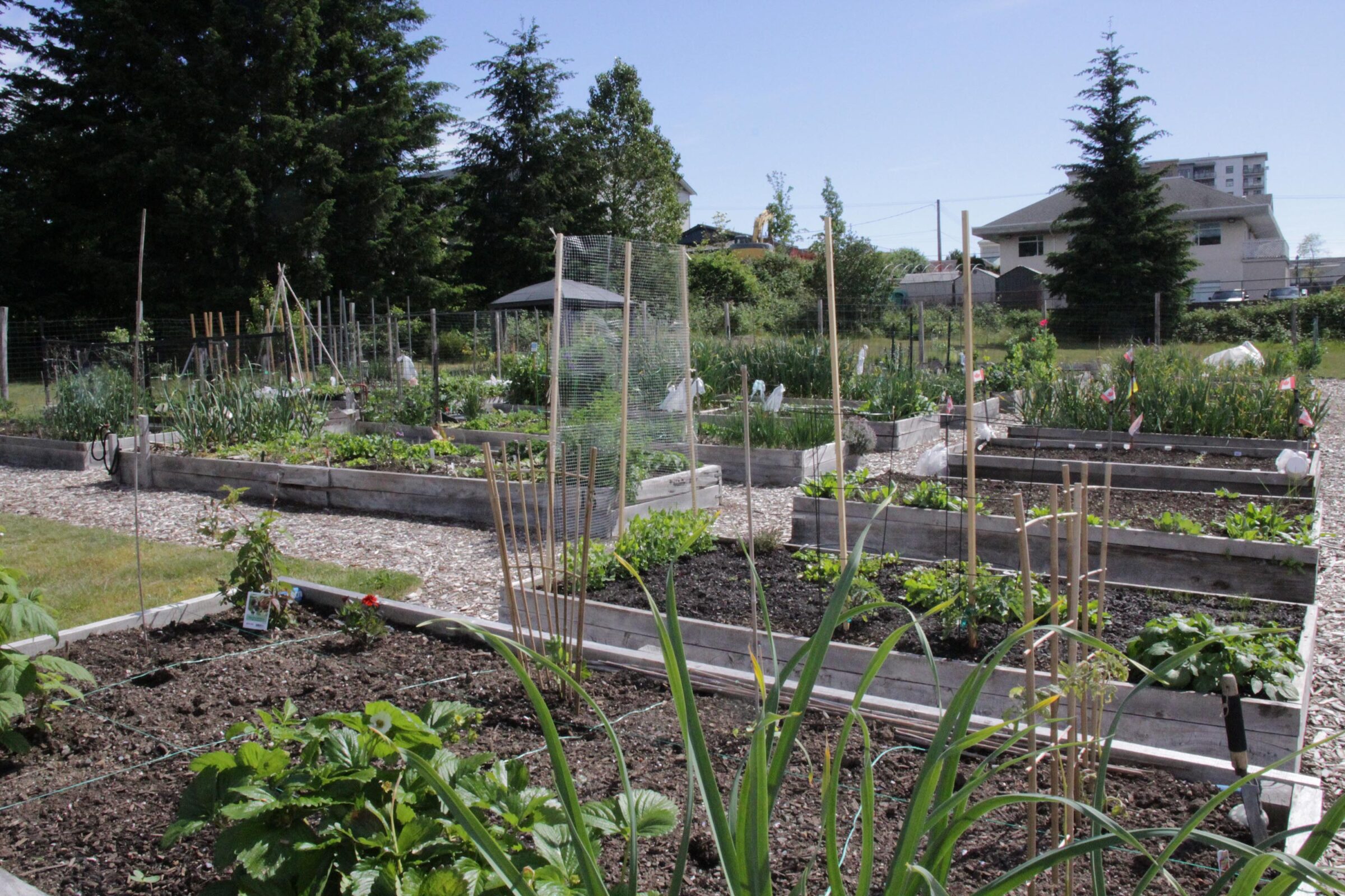 View Of The Garden Boxes